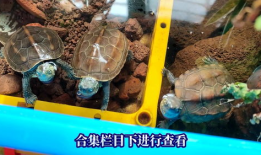 乌龟视频,诠释生命的从容与坚韧